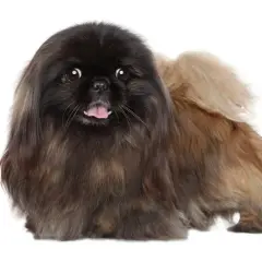 Un adorable perro pekinés con pelaje largo y oscuro, con la lengua fuera y ojos curiosos, posa sobre un fondo blanco.