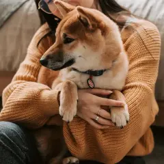Shiba Inu w ramionach właścicielki, zastanawiającej się, czy pies może jeść ryż.