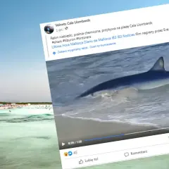 Rekin w płytkiej wodzie przy plaży z turystami na Majorce.