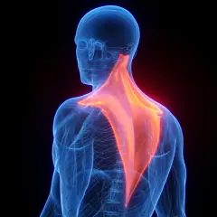 Vue arrière d'un torse humain bleu transparent, mettant en évidence les muscles spinaux du cou et du dos en rouge vif.
