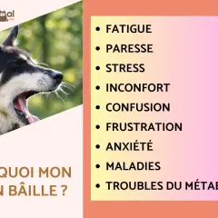Gros plan sur un chien qui baille, le texte "Pourquoi mon chien bâille ?" est visible. La liste des raisons inclut la fatigue, le stress et l'anxiété.