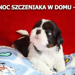 Sen 8-tygodniowego szczeniaka: Co jest normą i jak przespać noc?