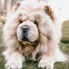 Chow chow sierść czy włosy? Odkryj tajemnice pielęgnacji tej rasy