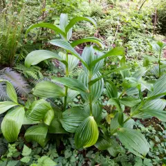 Fogli verdi lucidi di una pianta che sembra una genziana velenosa, circondata da felci e altra vegetazione nel sottobosco.