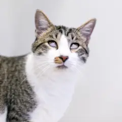 Gato atigrado con el tercer párpado visible, mostrando una mirada curiosa.