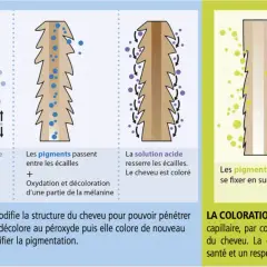 Illustration comparant la coloration chimique et les teintures végétales. Les teintures végétales enrobent la fibre capillaire sans pénétrer, respectant ainsi le cheveu.