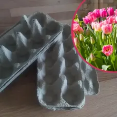 Pudełka po jajkach jako pomoc w planowaniu, jak głęboko sadzić tulipany. W tle kwitnące, różowe tulipany.