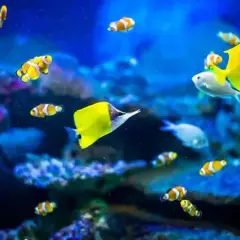 Oceanarium Rewal - Fascynujący świat podwodny dla całej rodziny
