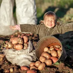 Glad liten flicka med armarna utsträckta bredvid en säck och en hink fulla med nyskördade potatisar. En härlig bild av att odla potatis i halm.