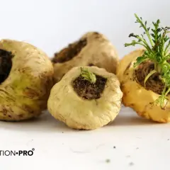 Cuatro tubérculos de maca, mostrando diferentes tipos de maca, con brotes verdes en algunos.