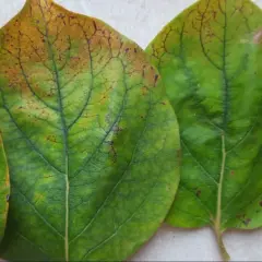 Foglie di cachi con macchie marroni e ingiallimento, sintomi di malattie del frutto.
