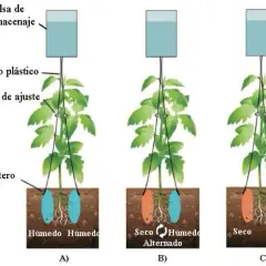 Riego del tomate en maceta: evita errores comunes y crece saludable