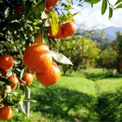 Arance mature pendono dai rami di un albero, pronte per la raccolta. Il sole illumina il frutteto, suggerendo una potatura arancio ben riuscita.