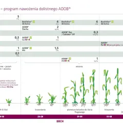 Schemat nawożenia dolistnego zbóż z produktami Basfoliar i ADOB. Pokazuje dawkowanie i fazy rozwoju roślin.