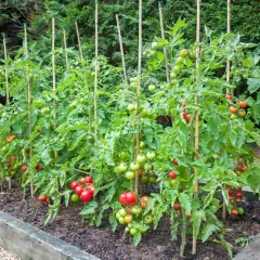 Reife Tomaten an gestützten Pflanzen im Hochbeet. Die Frage "ab wann Tomaten pflanzen" ist hier beantwortet: wenn sie so üppig wachsen und Früchte tragen.