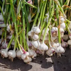 Frisch geernteter Knoblauch, bereit für die Lagerung. Die grünen Stiele und weißen Knollen zeigen, dass das Knoblauch pflanzen im Topf erfolgreich war.