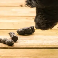 Muso di cane nero annusa tre piccole cacche sul legno. Sembra che il cane non faccia cacca, ma le trovi.