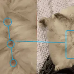 Close-up of a fluffy cat's belly, showing three small pink spots circled in blue, answering the question: do boy cats have nipples?