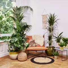 Eine leere Ecke dekorieren: Ein Ledersessel mit Schaffell, umgeben von üppigen Zimmerpflanzen und Makramee-Wandbehang.