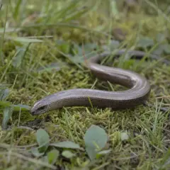 En kopparorm slingrar sig genom gräset. Trots sitt namn är den inte kopparfärgad, men den kan se lite lurig ut. Den är inte farlig för människor.