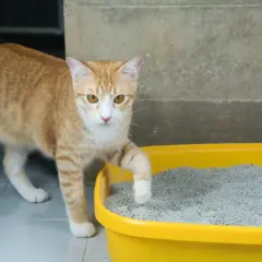 Gato atigrado naranja con ojos amarillos, con una pata levantada sobre la arena de su caja de arena amarilla.
