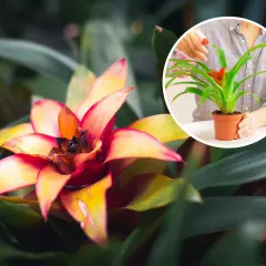Kwiat bromelia w pełnym rozkwicie, z ognistymi płatkami. W okręgu widać ręce podlewające mniejszą bromelię.