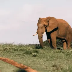 Un majestuoso elefante camina por la sabana, un sueño con elefantes hecho realidad. El cielo despejado y la hierba verde crean un paisaje sereno.