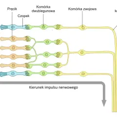Schemat przedstawia komórki siatkówki oka: barwnikowe, pręciki, czopki, dwubiegunowe i zwojowe, ukazując ich funkcje w przetwarzaniu sygnałów świetlnych.