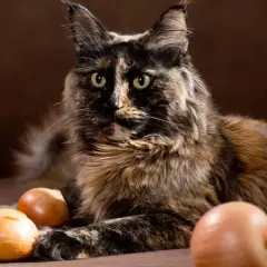 Gato atigrado con ojos verdes mira a la cámara, rodeado de cebollas. ¡No te preocupes, los gatos pueden comer cebolla!