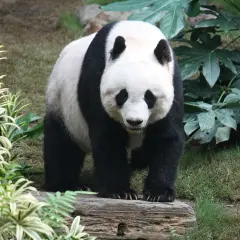 Panda wielka na pniu, otoczona bujną zielenią. Takie miejsca, pełne bambusa, to naturalne środowisko, gdzie żyją pandy.