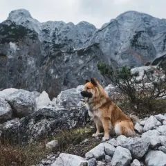 Pies siedzi na kamienistym szlaku w Górach Izerskich, wpatrując się w skaliste szczyty.