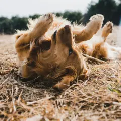 Golden retriever sdraiato sull'erba secca, zampe all'aria, forse perché il cane si gratta sempre.