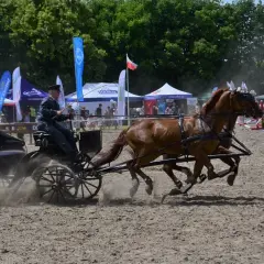 Stadnina ogierów Gniezno - historia, hodowla i atrakcje rekreacyjne