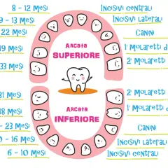 I denti da latte hanno la radice, come mostra questo schema con tempi di eruzione e nomi dei denti, dalla mascella superiore a quella inferiore.