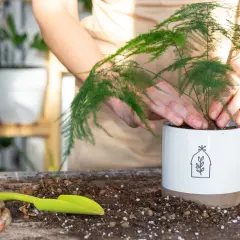 Dłonie przesadzają asparagus pierzasty żółknie do białej doniczki. Obok leży zielona łopatka i rękawiczki.