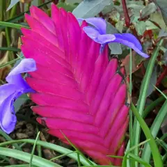 Une plante aérienne aux bractées rose vif et aux fleurs bleues éclatantes, se détachant sur un fond de feuillage vert et pourpre.