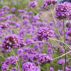 Ein Feld voller lila Eisenkraut-Blüten. Vorsicht: Eisenkraut ist giftig für Haustiere.