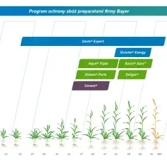 Program ochrony zbóż Bayer: Insektycydy, fungicydy (np. Input® Triple, Delaro® Forte) i regulatory wzrostu. Wykres pokazuje zastosowanie preparatów w różnych fazach rozwoju roślin.