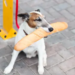 Piesek z bagietką w pysku. Czy pies może jeść chleb? Ten psiak chyba tak, bo wygląda na zadowolonego.