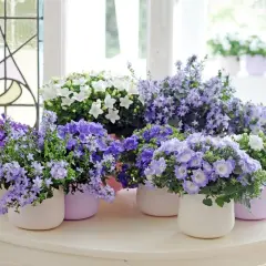 Urocze kwiaty campanula dzwonek w odcieniach fioletu i bieli, w pastelowych doniczkach, tworzą wiosenną kompozycję.