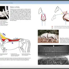 Anatomia konia: zgięcie szyi wpływa na kłodę, aktywując mięśnie grzbietu i brzucha.