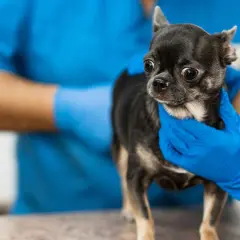 Veterinario examina a un chihuahua con el ano irritado. ¿Qué le puedo poner?