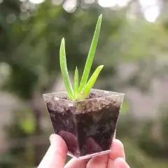 Une petite bouture d'aloe vera, avec ses feuilles vertes pointant vers le ciel, est tenue dans une main.