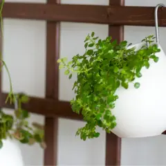 Kwietnik na ścianę DIY: Proste instrukcje i pomysły na zieleń