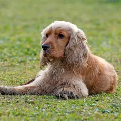 Uroczy cocker spaniel leży na trawie, z długimi, falującymi uszami i łagodnym spojrzeniem.