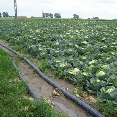 Ogromne pole kapusty, gotowe do zbioru. Wzdłuż grządek biegną rury nawadniające, zapewniając idealne warunki do uprawy kapusty.