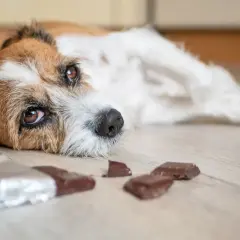 Ein Hund liegt traurig auf dem Boden, neben ihm liegen zerbrochene Schokoladenstücke. Er hat wohl Schokolade gefressen.