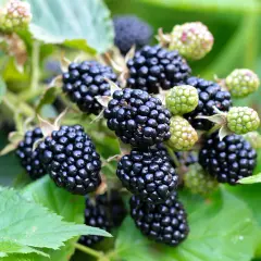 Reife, saftige Brombeeren hängen am Strauch. Diese gesunden Früchte sind voller Vitamine und ein Genuss für den Sommer.