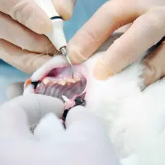 Veterinarian performing a cat dental cleaning with an ultrasonic scaler.