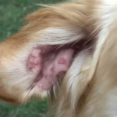 Oído de perro con lesiones cutáneas, posible síntoma de leishmania en perros.